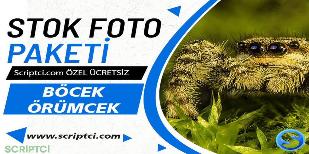 Hayvanlar Koleksiyonu - Böcek Örümcek Resim Paketi
